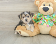 5 week old Morkie Puppy For Sale - Windy City Pups