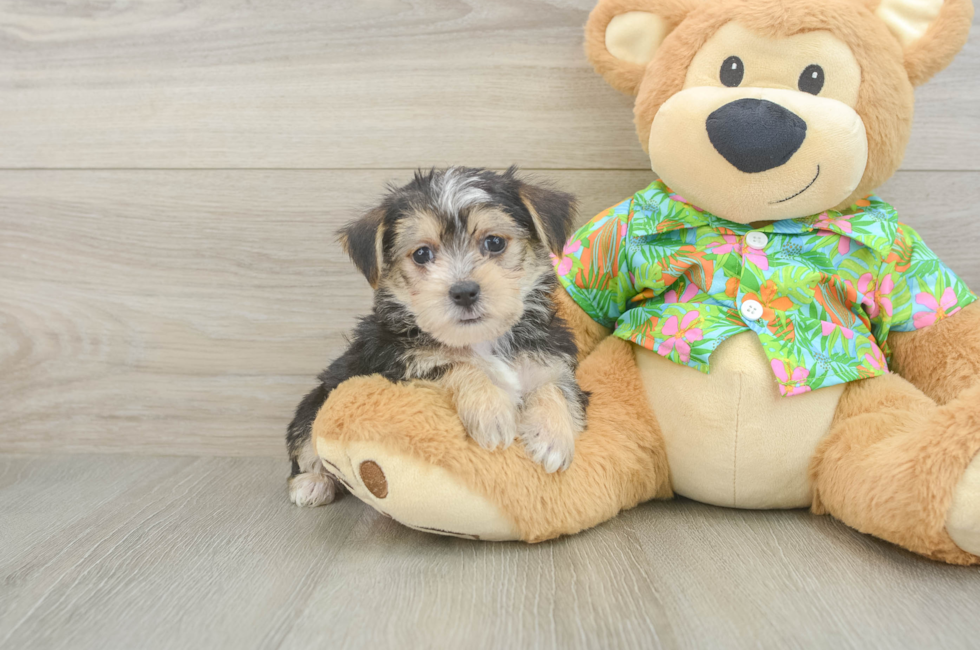 5 week old Morkie Puppy For Sale - Windy City Pups