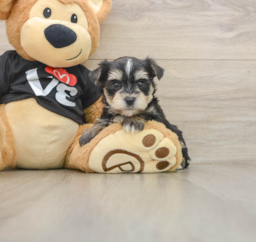 5 week old Morkie Puppy For Sale - Windy City Pups