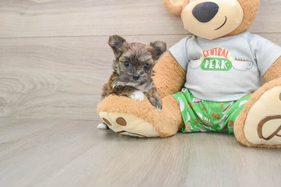 Energetic Malki Designer Puppy