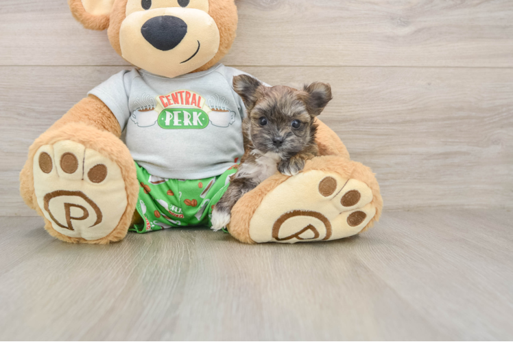 Best Morkie Baby
