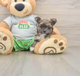 5 week old Morkie Puppy For Sale - Windy City Pups