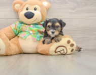 5 week old Morkie Puppy For Sale - Windy City Pups