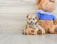 6 week old Morkie Puppy For Sale - Windy City Pups