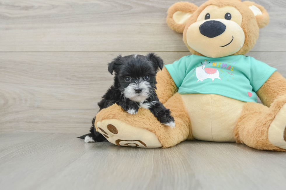 Morkie Pup Being Cute