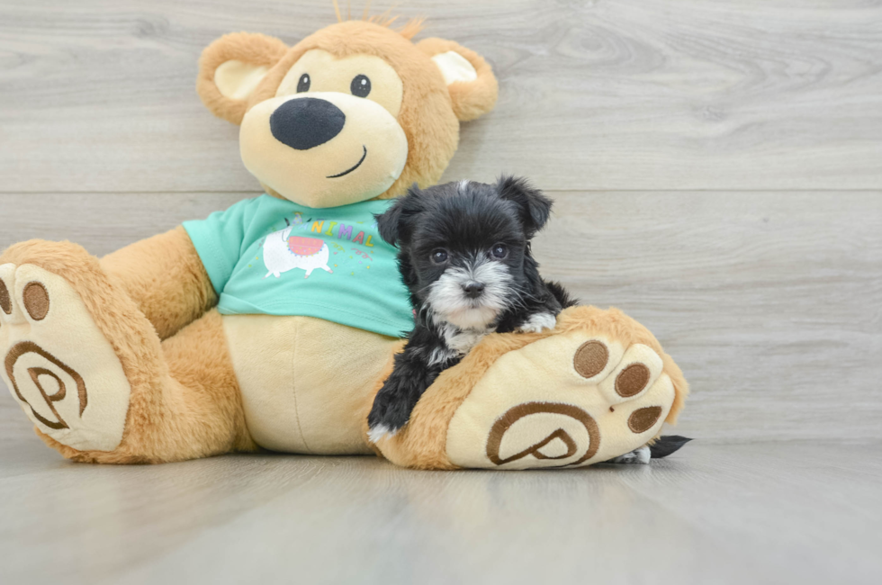 6 week old Morkie Puppy For Sale - Windy City Pups