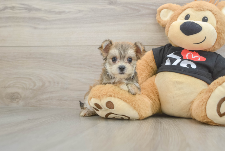 Happy Morkie Baby