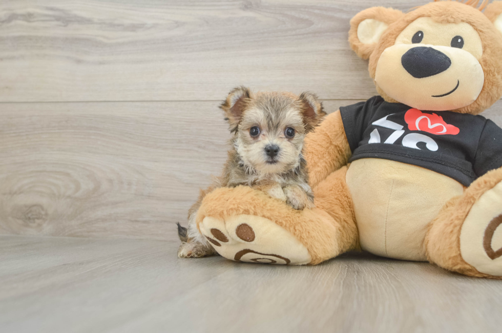 6 week old Morkie Puppy For Sale - Windy City Pups