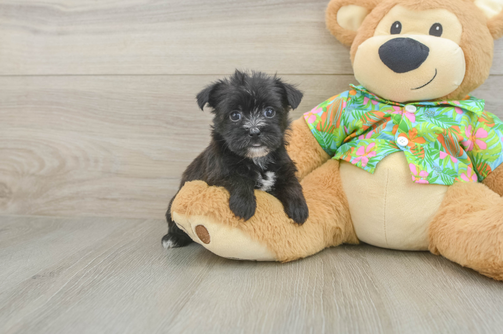 5 week old Morkie Puppy For Sale - Windy City Pups