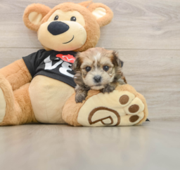 5 week old Morkie Puppy For Sale - Windy City Pups