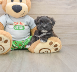 5 week old Morkie Puppy For Sale - Windy City Pups