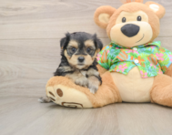 5 week old Morkie Puppy For Sale - Windy City Pups