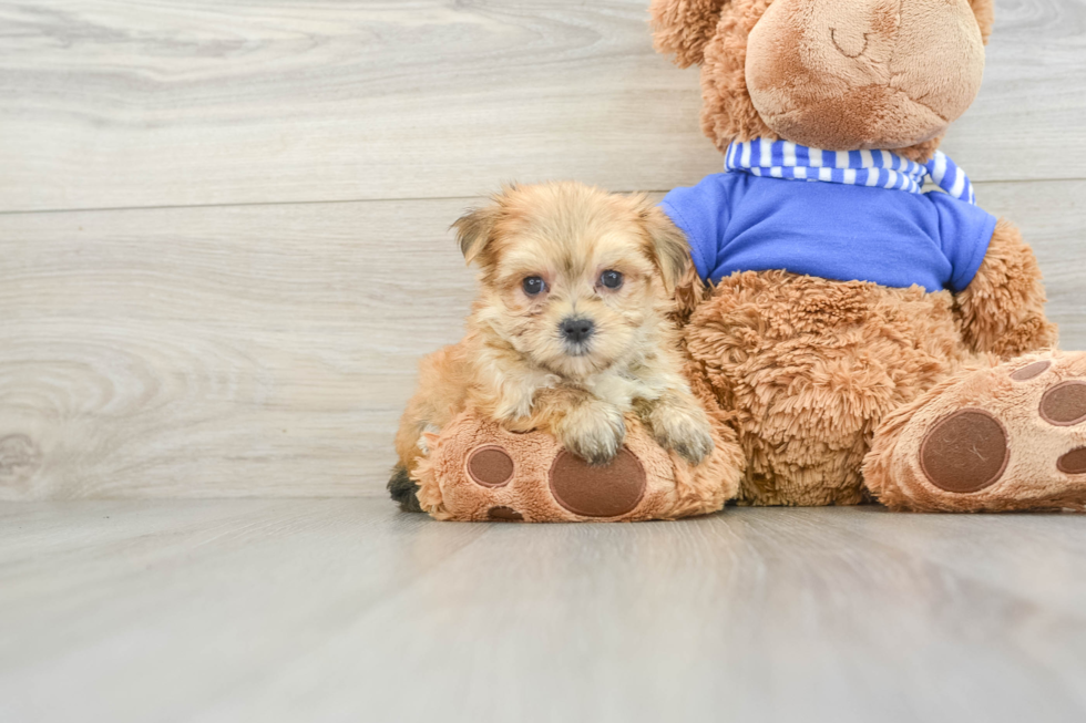 Morkie Pup Being Cute