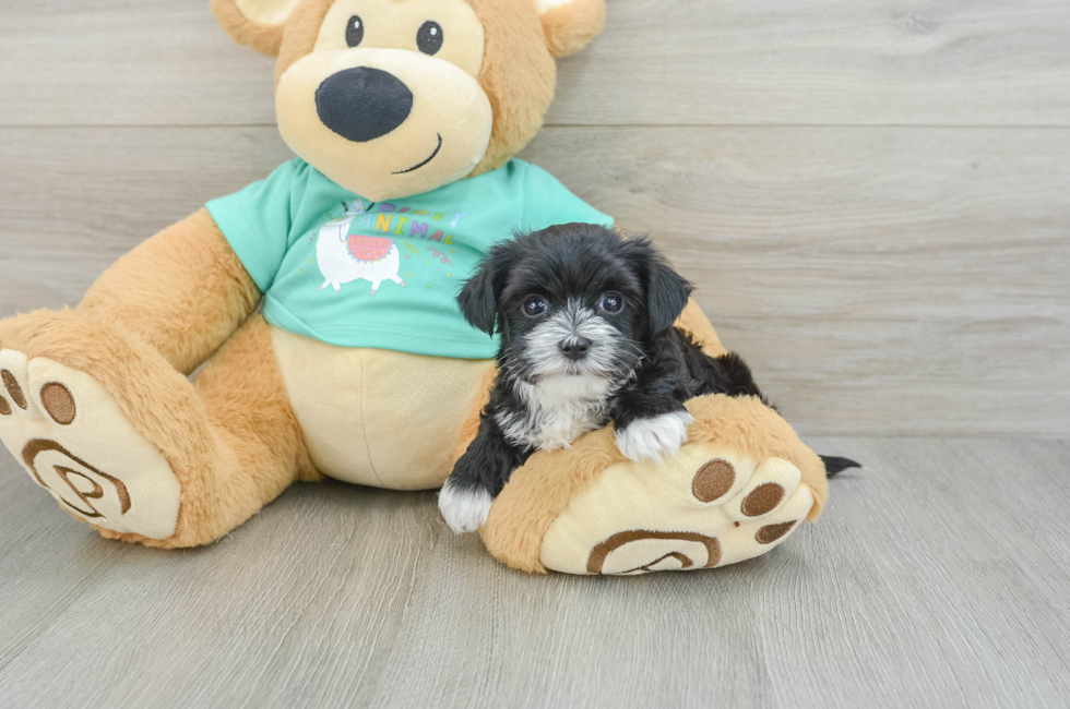 6 week old Morkie Puppy For Sale - Windy City Pups