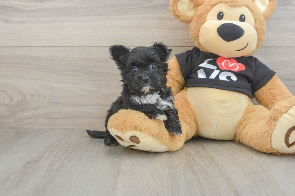 6 week old Morkie Puppy For Sale - Windy City Pups