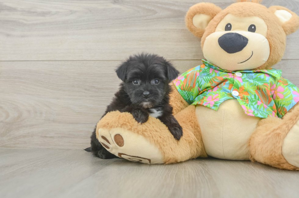 5 week old Morkie Puppy For Sale - Windy City Pups