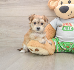 5 week old Morkie Puppy For Sale - Windy City Pups