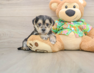 5 week old Morkie Puppy For Sale - Windy City Pups