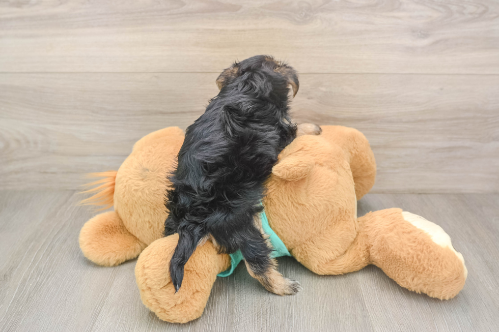 Small Morkie Baby
