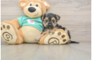 Best Morkie Baby