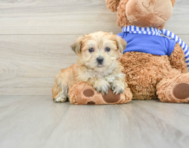 6 week old Morkie Puppy For Sale - Windy City Pups