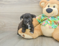 5 week old Morkie Puppy For Sale - Windy City Pups