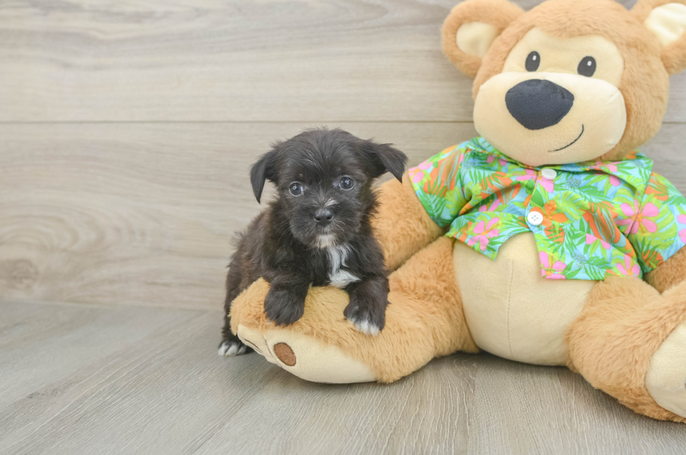 5 week old Morkie Puppy For Sale - Windy City Pups