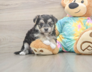 5 week old Morkie Puppy For Sale - Windy City Pups