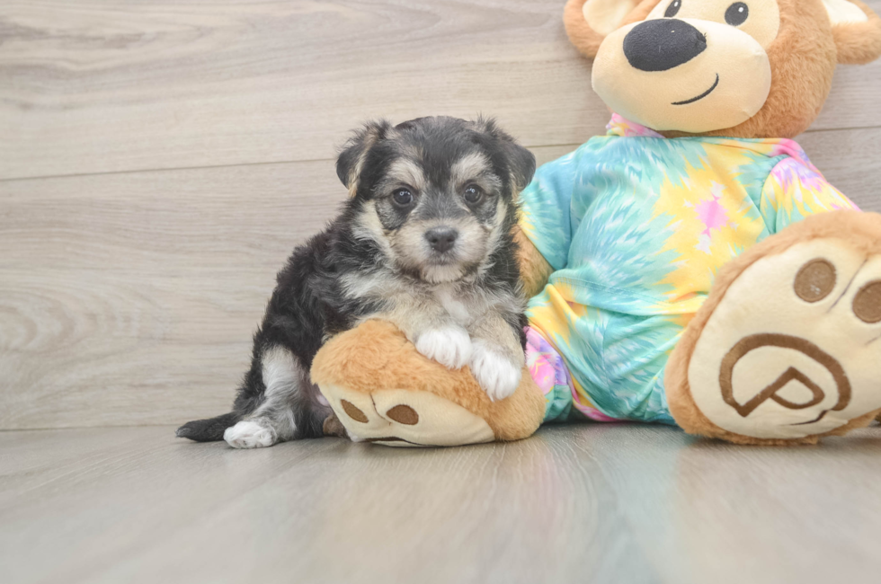 6 week old Morkie Puppy For Sale - Windy City Pups