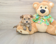 5 week old Morkie Puppy For Sale - Windy City Pups