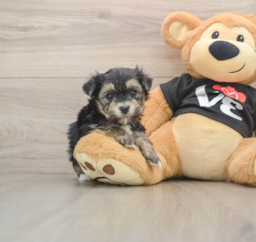 5 week old Morkie Puppy For Sale - Windy City Pups
