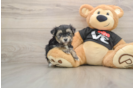 Best Morkie Baby