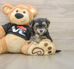 5 week old Morkie Puppy For Sale - Windy City Pups