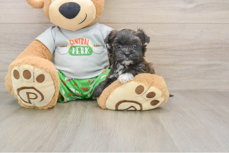 Best Morkie Baby