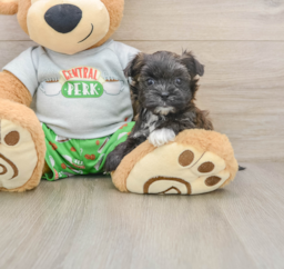 5 week old Morkie Puppy For Sale - Windy City Pups