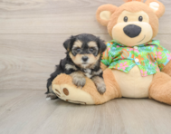 5 week old Morkie Puppy For Sale - Windy City Pups