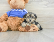 8 week old Morkie Puppy For Sale - Windy City Pups