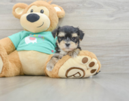 6 week old Morkie Puppy For Sale - Windy City Pups