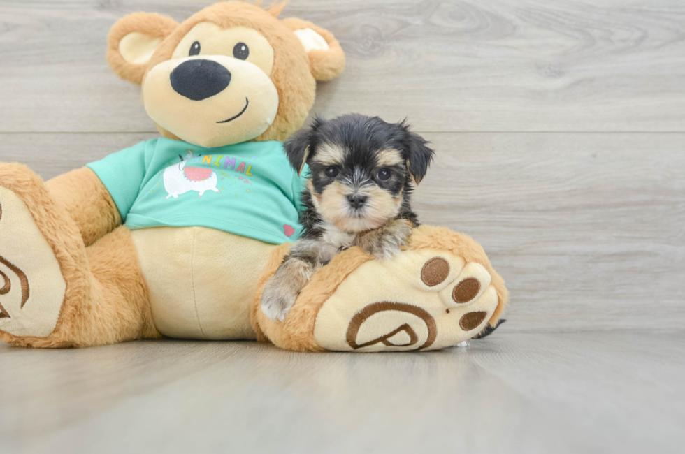6 week old Morkie Puppy For Sale - Windy City Pups