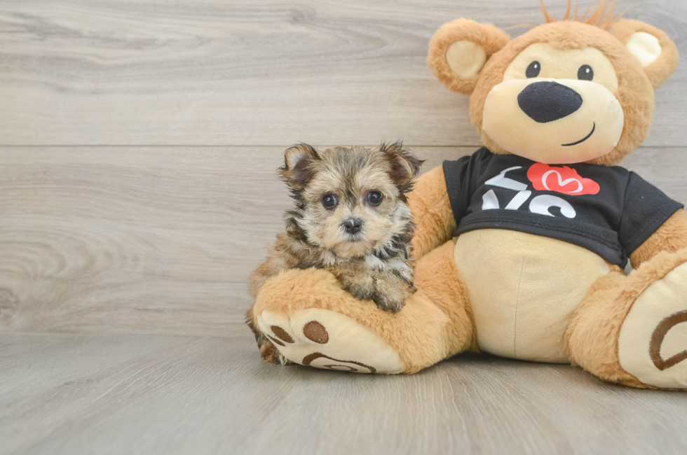 6 week old Morkie Puppy For Sale - Windy City Pups