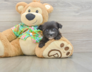 7 week old Morkie Puppy For Sale - Windy City Pups