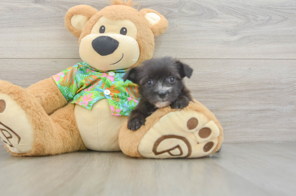 5 week old Morkie Puppy For Sale - Windy City Pups