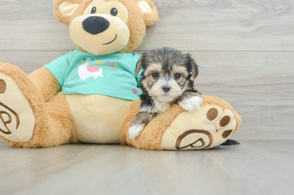 6 week old Morkie Puppy For Sale - Windy City Pups