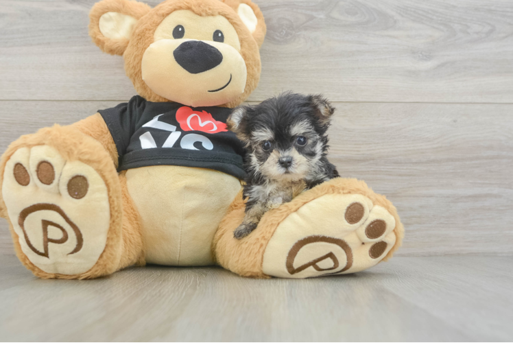 Morkie Pup Being Cute