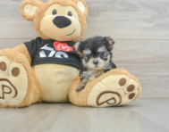 7 week old Morkie Puppy For Sale - Windy City Pups