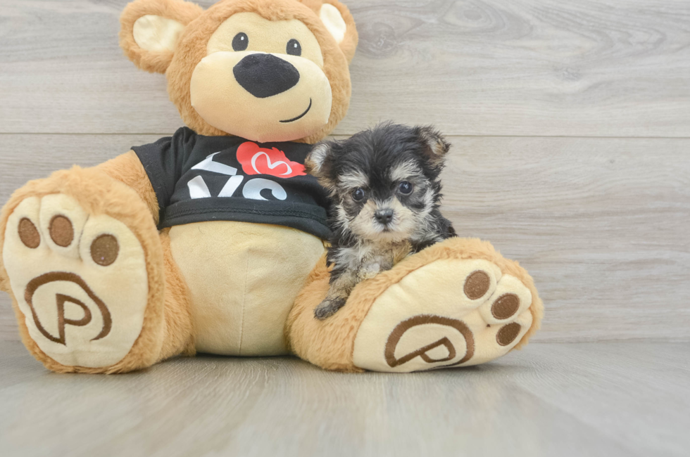 6 week old Morkie Puppy For Sale - Windy City Pups