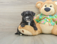 7 week old Morkie Puppy For Sale - Windy City Pups