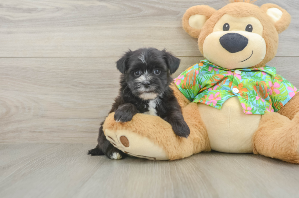 5 week old Morkie Puppy For Sale - Windy City Pups