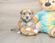 5 week old Morkie Puppy For Sale - Windy City Pups