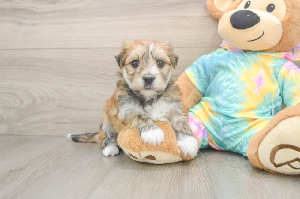 6 week old Morkie Puppy For Sale - Windy City Pups